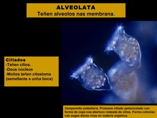 ALVEOLATA
Teñen alveolos nas membrana.

Ciliados
-Teñen cilios.
-Dous núcleos
-Moitos teñen citostoma
(semellante a unha boca)

Campanella umbellaria. Protozoo ciliado pedunculado con
forma de copa coa abertura rodeada de cilios. Forma colonias
nas augas dóces ricas en materia orgánica.

 