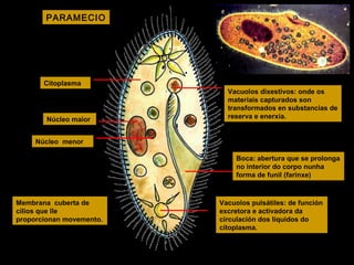 PARAMECIO

Citoplasma

Núcleo maior

Vacuolos dixestivos: onde os
materiais capturados son
transformados en substancias de
reserva e enerxía.

Núcleo menor
Boca: abertura que se prolonga
no interior do corpo nunha
forma de funil (farinxe)

Membrana cuberta de
cilios que lle
proporcionan movemento.

Vacuolos pulsátiles: de función
excretora e activadora da
circulación dos líquidos do
citoplasma.

 