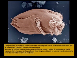 Ophryoscolex. Un protozoo ciliado común no estómago das vacas. Está provisto de cilios que
lle serven para capturar o alimento e desprazarse.
Nun mm3 de contido estomacal dunha vaca pódense atopar 1 millón de protozoos de ata 50
especies diferentes que non lle producen dano ningún, axúdanlle na transformación da materia
vexetal e sérvenlle de fonte de proteínas.

 