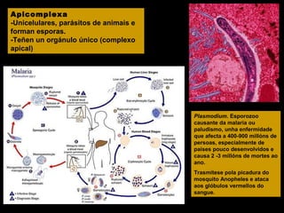 Apicomplexa
-Unicelulares, parásitos de animais e
forman esporas.
-Teñen un orgánulo único (complexo
apical)

Plasmodium. Esporozoo
causante da malaria ou
paludismo, unha enfermidade
que afecta a 400-900 millóns de
persoas, especialmente de
países pouco desenvolvidos e
causa 2 -3 millóns de mortes ao
ano.
Trasmítese pola picadura do
mosquito Anopheles e ataca
aos glóbulos vermellos do
sangue.

 