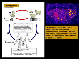 Toxoplamose

Toxoplasma gondii. Produce a
toxoplasmose, enfermidade
infecciosa que se contaxia a través
dos felinos, especialmente os gatos.
Afecta maiormente ás embarazadas
e trasmítese ao feto.

 