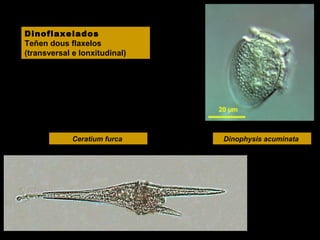 Dinoflaxelados
Teñen dous flaxelos
(transversal e lonxitudinal)

Ceratium furca

Dinophysis acuminata

 