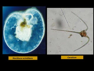 Noctiluca scintillans

Ceratium

 