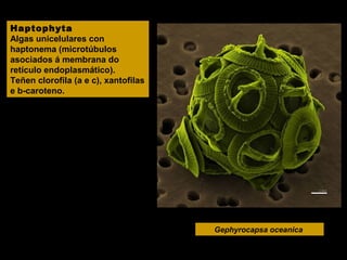 Haptophyta
Algas unicelulares con
haptonema (microtúbulos
asociados á membrana do
retículo endoplasmático).
Teñen clorofila (a e c), xantofilas
e b-caroteno.

Gephyrocapsa oceanica

 