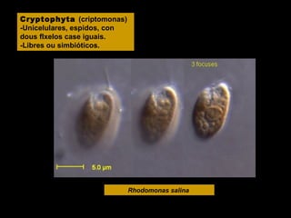 Cryptophyta (criptomonas)
-Unicelulares, espidos, con
dous flxelos case iguais.
-Libres ou simbióticos.

Rhodomonas salina

 