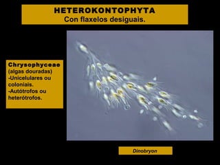 HETEROKONTOPHYTA
Con flaxelos desiguais.

Chrysophyceae
(algas douradas)
-Unicelulares ou
coloniais.
-Autótrofos ou
heterótrofos.

Dinobryon

 