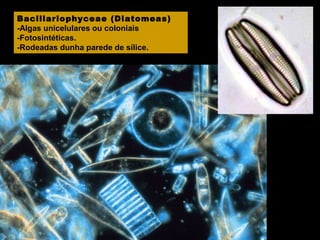 Bacillariophyceae (Diatomeas)
-Algas unicelulares ou coloniais
-Fotosintéticas.
-Rodeadas dunha parede de sílice.

 