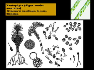 Xantophyta (Algas verdeamarelas)
-Unicelulares ou coloniais, ás veces
flaxeladas.

 