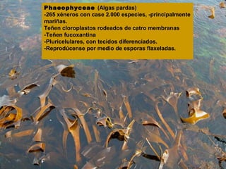 Phaeophyceae (Algas pardas)
-265 xéneros con case 2.000 especies, -principalmente
mariñas.
Teñen cloroplastos rodeados de catro membranas
-Teñen fucoxantina
-Pluricelulares, con tecidos diferenciados.
-Reprodúcense por medio de esporas flaxeladas.

 