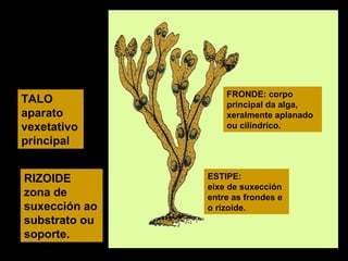 TALO
aparato
vexetativo
principal
RIZOIDE
zona de
suxección ao
substrato ou
soporte.

FRONDE: corpo
principal da alga,
xeralmente aplanado
ou cilíndrico.

ESTIPE:
eixe de suxección
entre as frondes e
o rizoide.

 
