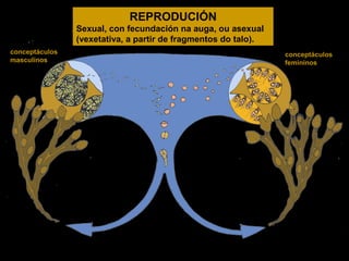 REPRODUCIÓN
Sexual, con fecundación na auga, ou asexual
(vexetativa, a partir de fragmentos do talo).
conceptáculos
masculinos

conceptáculos
femininos

 