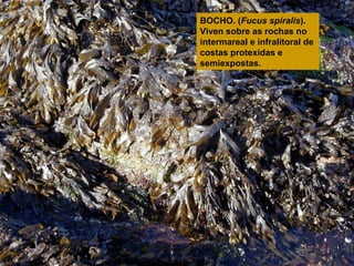 BOCHO. (Fucus spiralis).
Viven sobre as rochas no
intermareal e infralitoral de
costas protexidas e
semiexpostas.

 