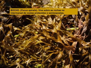 BOCHO. (Fucus spiralis). Vive sobre as rochas no
intermareal de costas protexidas e semiexpostas.

 