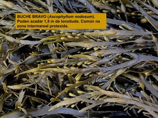 BUCHE BRAVO (Ascophyllum nodosum).
Poden acadar 1,5 m de lonxitude. Común na
zona intermareal protexida.

 