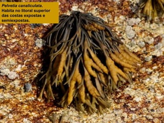 Pelvetia canaliculata.
Habita no litoral superior
das costas expostas e
semiexpostas.

 