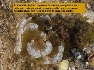 PLANCHÍN (Padina pavonica). O talo ten precipitados de
carbonato cálcico e outros sales que lle dan un aspecto
característico. Vive no infralitoral de augas tranquilas.

 