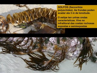 GOLFOS (Saccorhiza
polyschides). As frondes poden
acadar ata 3 m de lonxitude.
O estipe ten unhas ondas
características. Vive no
infralitoral das costas rochosas
expostas e semiexpostas

 