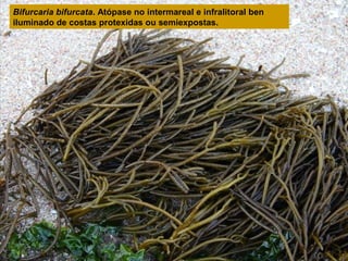 Bifurcaria bifurcata. Atópase no intermareal e infralitoral ben
iluminado de costas protexidas ou semiexpostas.

 
