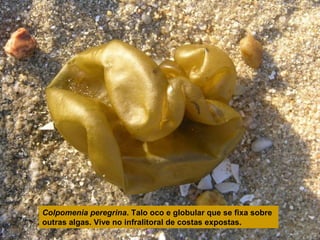 Colpomenia peregrina. Talo oco e globular que se fixa sobre
outras algas. Vive no infralitoral de costas expostas.

 