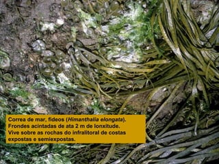 Correa de mar, fideos (Himanthalia elongata).
Frondes acintadas de ata 2 m de lonxitude.
Vive sobre as rochas do infralitoral de costas
expostas e semiexpostas.

 