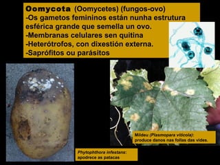 Oomycota (Oomycetes) (fungos-ovo)
-Os gametos femininos están nunha estrutura
esférica grande que semella un ovo.
-Membranas celulares sen quitina
-Heterótrofos, con dixestión externa.
-Saprófitos ou parásitos

Mildeu (Plasmopara viticola):
produce danos nas follas das vides.
Phytophthora infestans:
apodrece as patacas

 