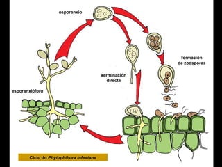 esporanxio

formación
de zoosporas
xerminación
directa
esporanxióforo

Ciclo do Phytophthora infestans

 