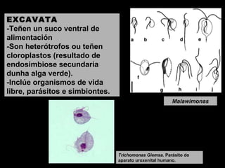EXCAVATA
-Teñen un suco ventral de
alimentación
-Son heterótrofos ou teñen
cloroplastos (resultado de
endosimbiose secundaria
dunha alga verde).
-Inclúe organismos de vida
libre, parásitos e simbiontes.
Malawimonas

Trichomonas Giemsa. Parásito do
aparato uroxenital humano.

 