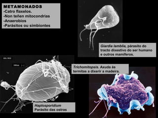METAMONADOS
-Catro flaxelos.
-Non teñen mitocondrias
-Anaerobios
-Parásitos ou simbiontes

Giardia lamblia, párasito do
tracto dixestivo do ser humano
e outros mamíferos.

Trichomitopsis. Axuda ás
termitas a dixerir a madeira.

Haplosporidium
Parásito das ostras

 