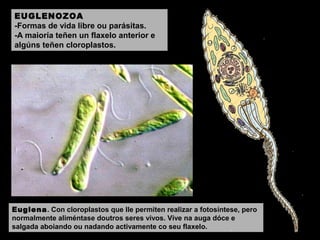 EUGLENOZOA
-Formas de vida libre ou parásitas.
-A maioría teñen un flaxelo anterior e
algúns teñen cloroplastos.

Euglena. Con cloroplastos que lle permiten realizar a fotosíntese, pero
normalmente aliméntase doutros seres vivos. Vive na auga dóce e
salgada aboiando ou nadando activamente co seu flaxelo.

 
