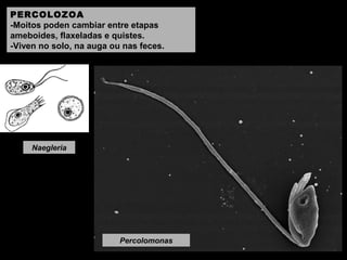 PERCOLOZOA
-Moitos poden cambiar entre etapas
ameboides, flaxeladas e quistes.
-Viven no solo, na auga ou nas feces.

Naegleria

Percolomonas

 