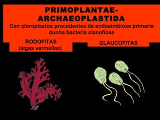 PRIMOPLANTAEARCHAEOPLASTIDA

Con cloroplastos procedentes da endosimbiose primaria
dunha bacteria cianofícea
RODOFITAS
(algas vermellas)

GLAUCOFITAS

 