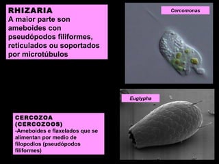 RHIZARIA
A maior parte son
ameboides con
pseudópodos filiformes,
reticulados ou soportados
por microtúbulos

Cercomonas

Euglypha

CERCOZOA
(CERCOZOOS)
-Ameboides e flaxelados que se
alimentan por medio de
filopodios (pseudópodos
filiformes)

 