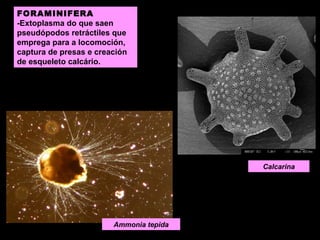 FORAMINIFERA
-Extoplasma do que saen
pseudópodos retráctiles que
emprega para a locomoción,
captura de presas e creación
de esqueleto calcário.

Calcarina

Ammonia tepida

 