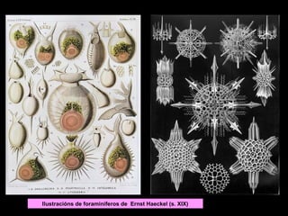 Ilustracións de foraminíferos de Ernst Haeckel (s. XIX)

 