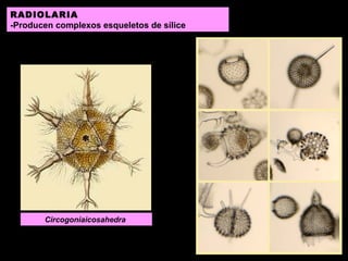 RADIOLARIA
-Producen complexos esqueletos de sílice

Circogoniaicosahedra

 