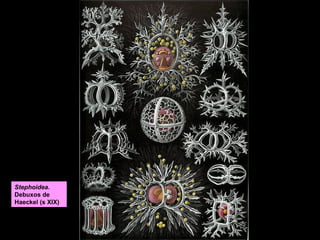 Stephoidea.
Debuxos de
Haeckel (s XIX)

paramecio

 