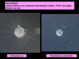 HELIOZOOS.
-forma esférica con numeroso microtúbulos radiais. -Viven nas augas
dóces e no mar.

paramecio
Actinophrys sol

Raphidiophrys contractilis

 