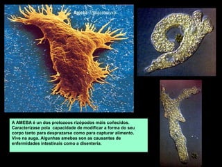 A AMEBA é un dos protozoos rizópodos máis coñecidos.
Caracterízase pola capacidade de modificar a forma do seu
corpo tanto para desprazarse como para capturar alimento.
Vive na auga. Algunhas amebas son as causantes de
enfermidades intestinais como a disentería.

paramecio

 