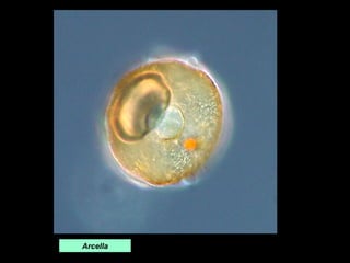 Arcella

 