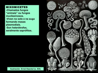 MIXOMICETES
-Chamados fungos
“animais” ou fungos
mucilaxinosos.
-Viven no solo e na auga
formando masas
plasmodiais.
-Son heterótrofos,
xeralmente saprófitos.

Ilustración Ernst Haeckel (s. XIX)

 
