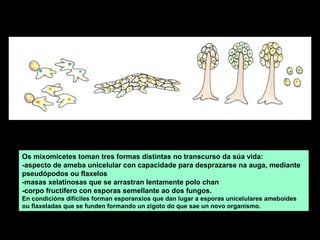 Os mixomicetes toman tres formas distintas no transcurso da súa vida:
-aspecto de ameba unicelular con capacidade para desprazarse na auga, mediante
pseudópodos ou flaxelos
-masas xelatinosas que se arrastran lentamente polo chan
-corpo fructífero con esporas semellante ao dos fungos.
En condicións difíciles forman esporanxios que dan lugar a esporas unicelulares ameboides
ou flaxeladas que se funden formando un zigoto do que sae un novo organismo.

 