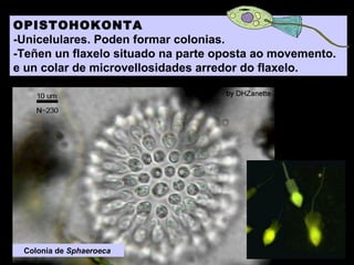 OPISTOHOKONTA
-Unicelulares. Poden formar colonias.
-Teñen un flaxelo situado na parte oposta ao movemento.
e un colar de microvellosidades arredor do flaxelo.

Colonia de Sphaeroeca

 
