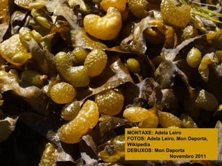 MONTAXE: Adela Leiro
FOTOS: Adela Leiro, Mon Daporta,
Wikipedia
DEBUXOS: Mon Daporta
Novembro 2011

 