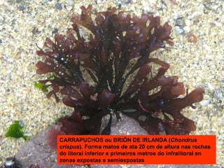 CARRAPUCHOS ou BRIÓN DE IRLANDA (Chondrus
crispus). Forma matos de ata 20 cm de altura nas rochas
do litoral inferior e primeiros metros do infralitoral en
zonas expostas e semiexpostas

 