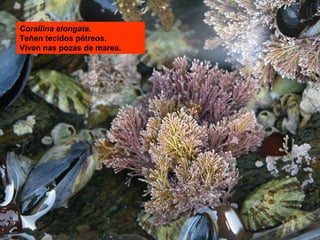 Corallina elongata.
Teñen tecidos pétreos.
Viven nas pozas de marea.

 