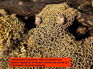 Lithophyllum tortuosum. Alga incrustante que
aparece tapizando as fendas e pozas nas rochas do
intermareal de zonas expostas.

 