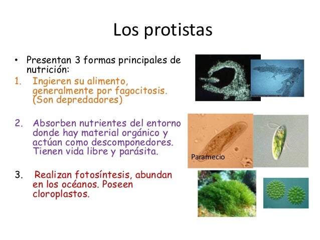 Protistas