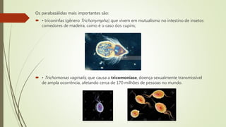Os parabasálidas mais importantes são:
 • triconinfas (gênero Trichonympha), que vivem em mutualismo no intestino de insetos
comedores de madeira, como é o caso dos cupins;
 • Trichomonas vaginalis, que causa a tricomoníase, doença sexualmente transmissível
de ampla ocorrência, afetando cerca de 170 milhões de pessoas no mundo.
 