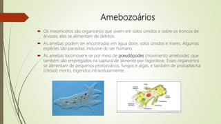 Amebozoários
 Os mixomicetos são organismos que vivem em solos úmidos e sobre os troncos de
árvores; eles se alimentam de detritos.
 As amebas podem ser encontradas em água doce, solos úmidos e mares. Algumas
espécies são parasitas, inclusive do ser humano.
 As amebas locomovem-se por meio de pseudópodes (movimento ameboide), que
também são empregados na captura de alimento por fagocitose. Esses organismos
se alimentam de pequenos protozoários, fungos e algas, e também de protoplasma
(citosol) morto, digeridos intracelularmente.
 