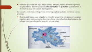  Protistas que vivem em água doce, como a Amoeba proteus, existem organelas
citoplasmáticas denominadas vacúolos contráteis ou pulsáteis, que recolhem e
eliminam a água em excesso do citoplasma.
Os vacúolos contráteis participam da osmorregulação (regulação osmótica) nesses
protistas.
 Os protozoários de água salgada, no entanto, geralmente não possuem vacúolos
pulsáteis, pois a concentração do meio externo é semelhante à do citoplasma das
células. Esses vacúolos estão ausentes nos parasitas.
 